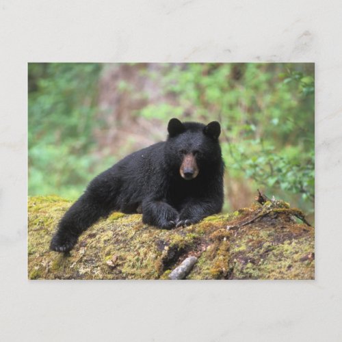 Black bear on an old growth log in the postcard