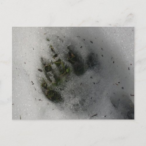 Black Bear Paw Print in Snow Winter  Postcard