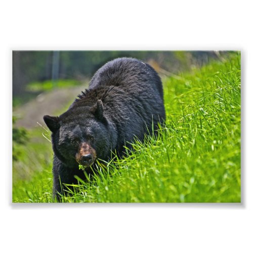 Black Bear Photo Print