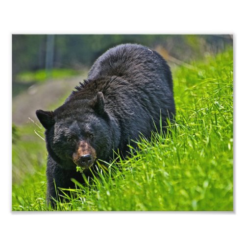 Black Bear Photo Print