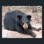 Black Bear Photo Print<br><div class="desc">Black bear</div>