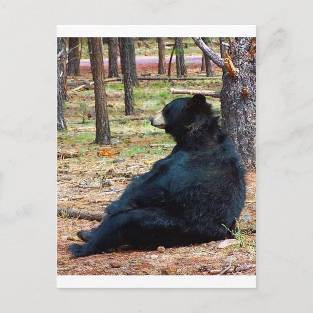Black bear postcard (Front)