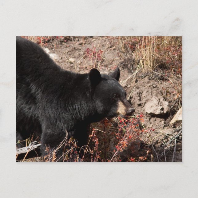 Black Bear Postcard (Front)