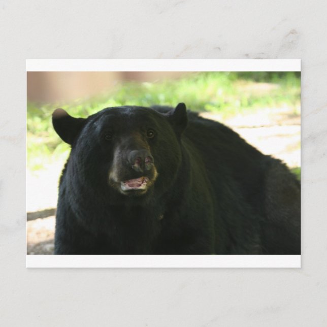 black bear postcard (Front)