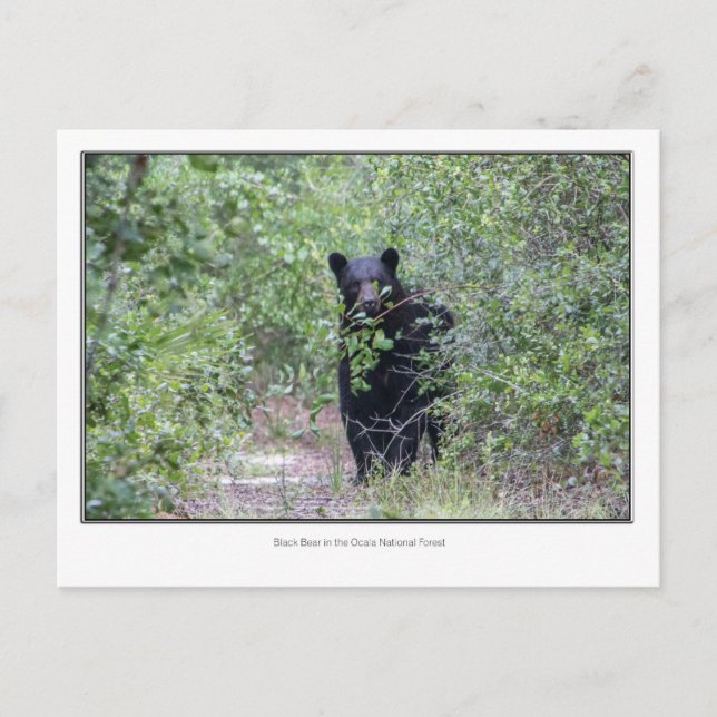 Black Bear Postcard (Front)