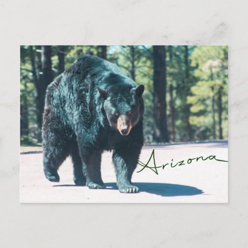 Black Bear Postcard