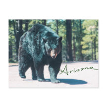 Black Bear Postcard