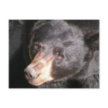 Black Bear Postcard