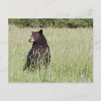 Black Bear Postcard