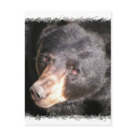 Black Bear Postcard