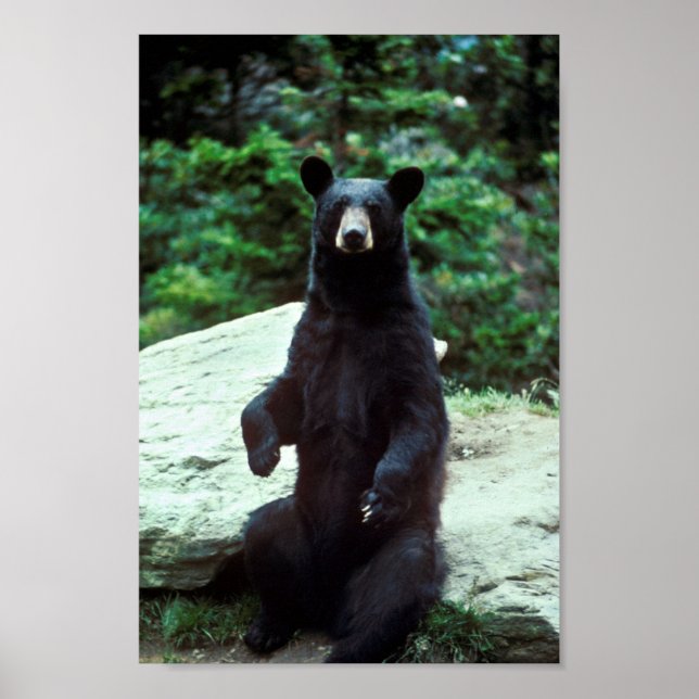 Black bear poster (Front)