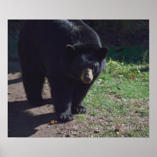 Black Bear Poster