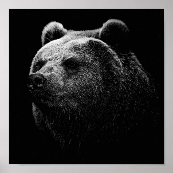 BLACK BEAR. POSTER | Zazzle