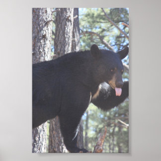Black Bear Poster