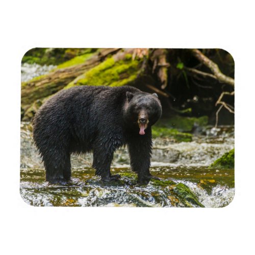 Black Bear Qua Creek  British Columbia Magnet