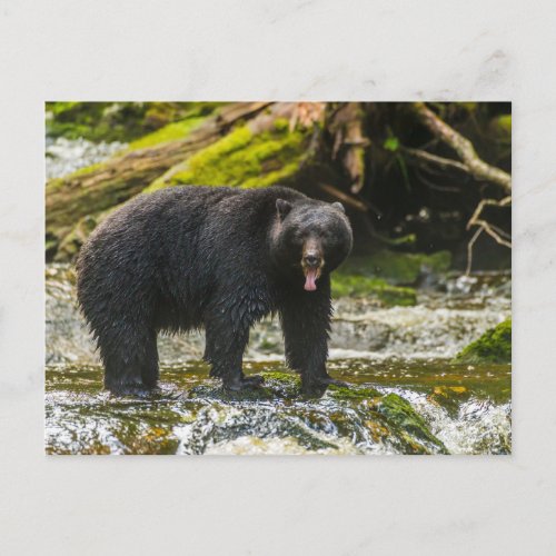 Black Bear Qua Creek  British Columbia Postcard