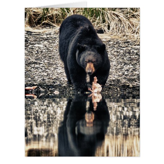 Black Bear Reflections (Front)