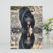 Black Bear Reflections (Standing Front)