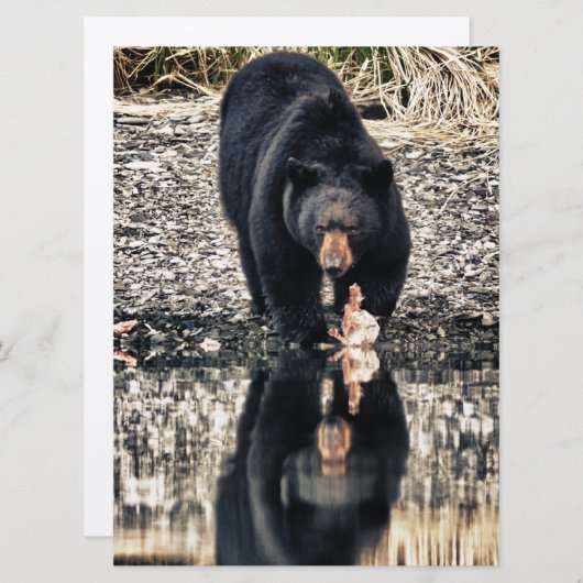 Black Bear Reflections (Front/Back)