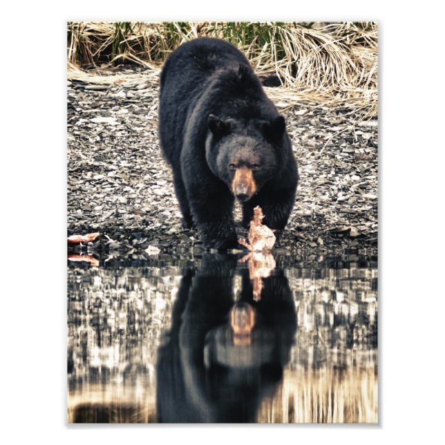 Black Bear Reflections Photo Print (Front)