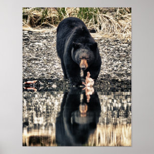 Black Bear Reflections Poster