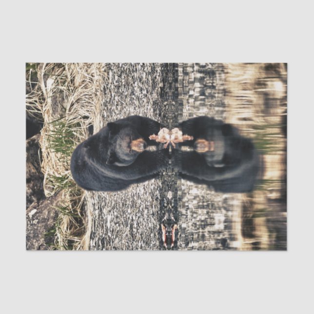 Black Bear Reflections Tissue Paper (Front)