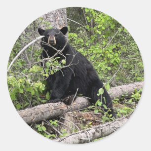 Black Bear Round Sticker