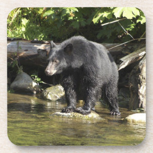 Black Bear "Salmon Spotting" Wildlife Coaster