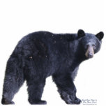 BLACK BEAR (sculpted) Wildlife Magnet<br><div class="desc">For Animal-lovers everywhere! This wildlife image featuring a precious adult Canadian Black Bear, makes a very cool Animal Magnet!</div>