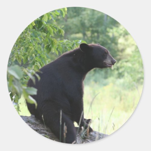 black bear sitting in tree classic round sticker