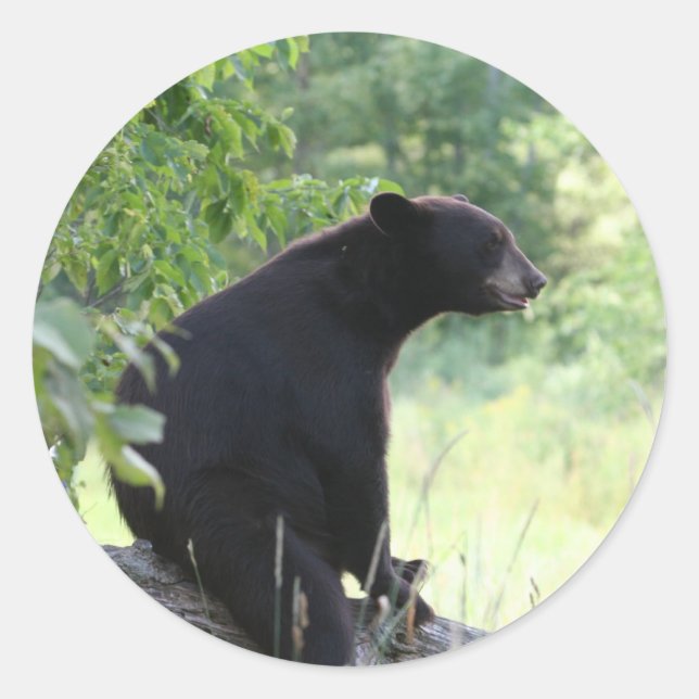 black bear sitting in tree classic round sticker (Front)