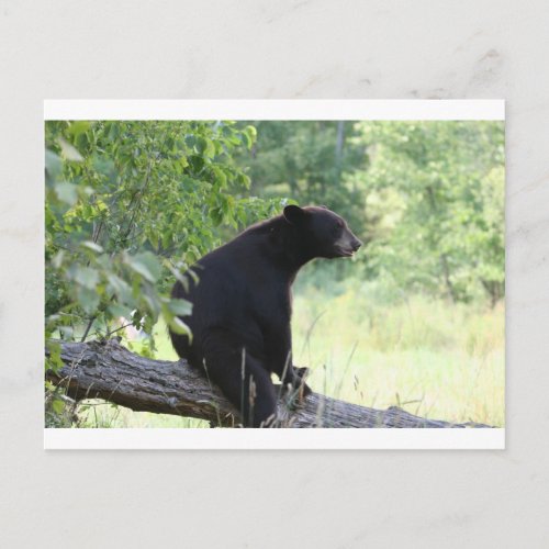 black bear sitting in tree postcard