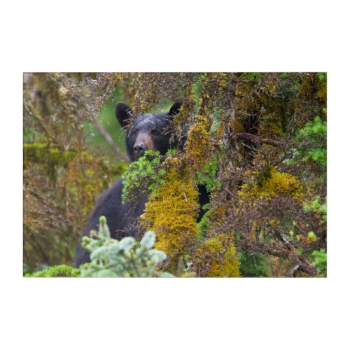 Black Bear  South Central Alaska Acrylic Print