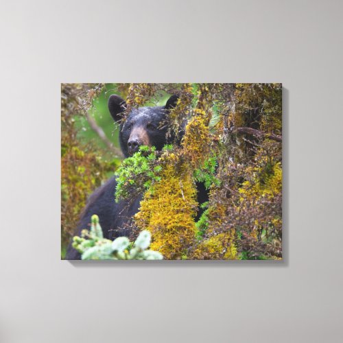 Black Bear  South Central Alaska Canvas Print