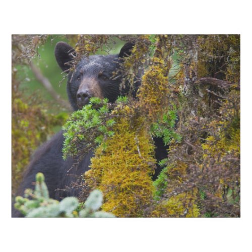 Black Bear  South Central Alaska Faux Canvas Print