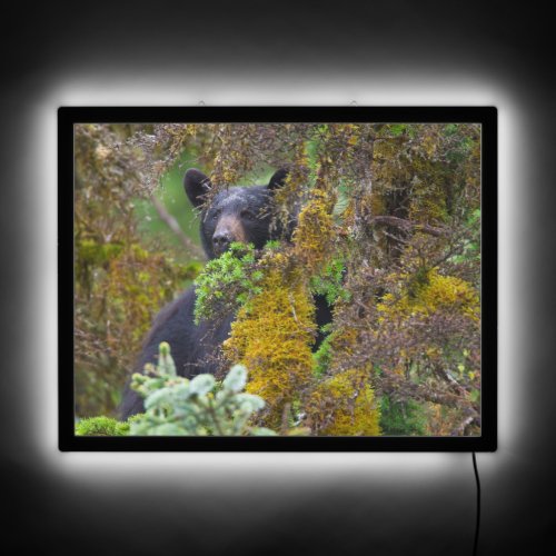 Black Bear  South Central Alaska LED Sign