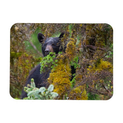 Black Bear  South Central Alaska Magnet