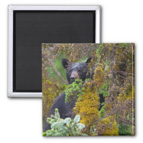 Black Bear  South Central Alaska Magnet