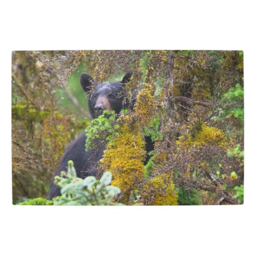 Black Bear  South Central Alaska Metal Print