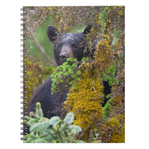 Black Bear  South Central Alaska Notebook