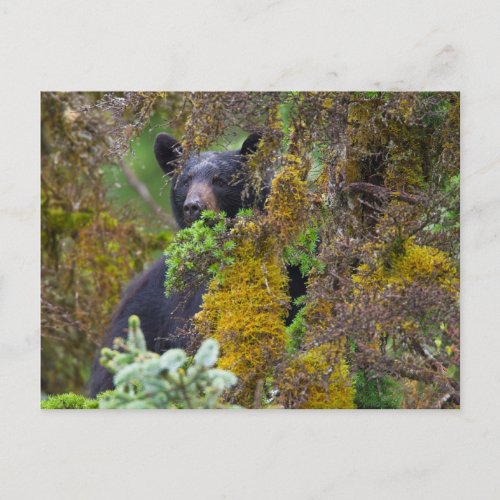 Black Bear  South Central Alaska Postcard