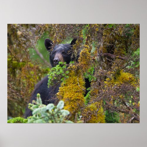 Black Bear  South Central Alaska Poster
