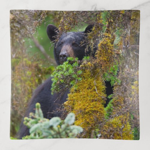 Black Bear  South Central Alaska Trinket Tray