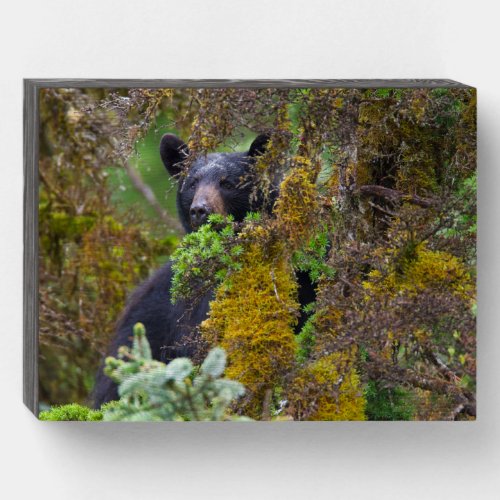 Black Bear  South Central Alaska Wooden Box Sign