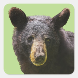 Black Bear Square Sticker