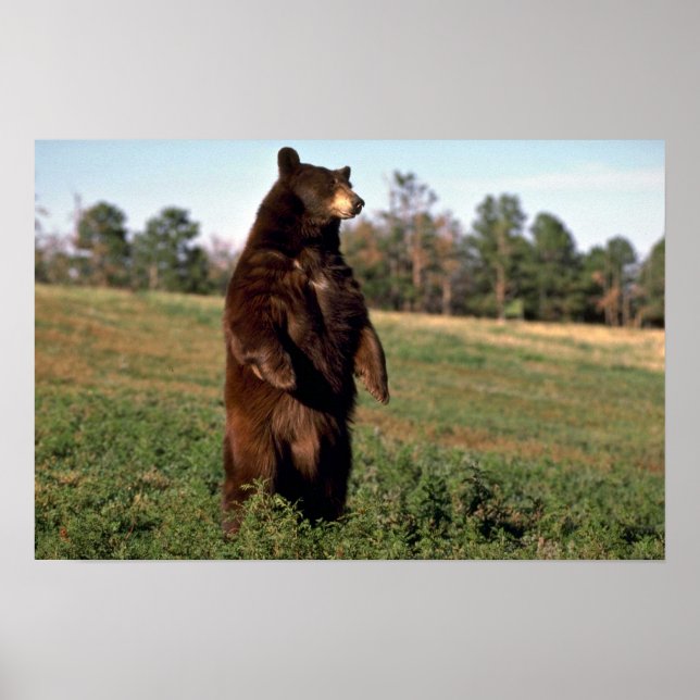 Black Bear standing erect Poster (Front)