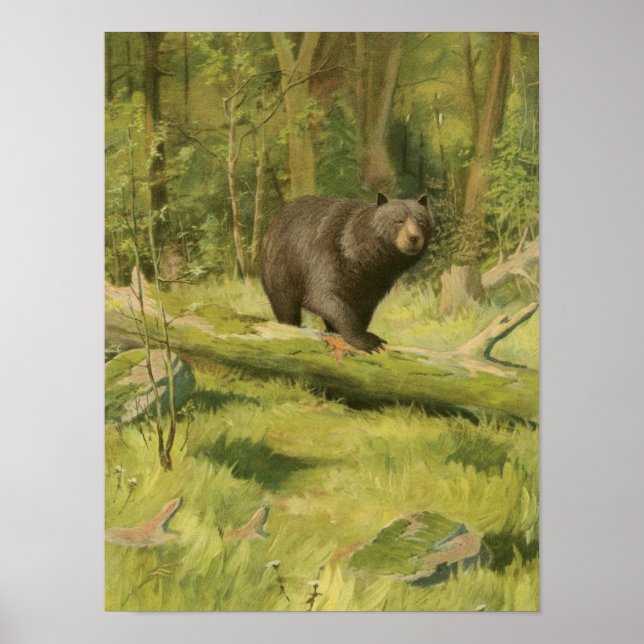 Black Bear Stepping on a Tree Trunk Poster (Front)