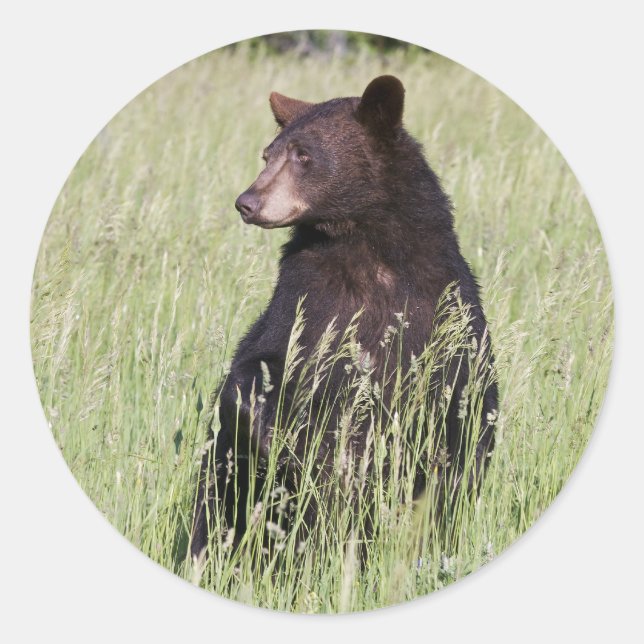 Black Bear Sticker (Front)