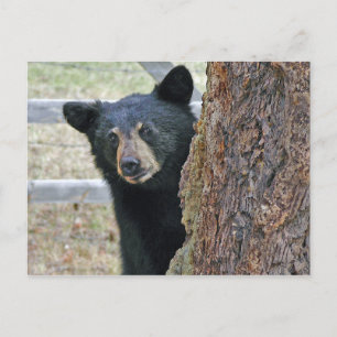 Black Bear Tree Photo Postcard