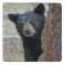 Black Bear Tree Photo